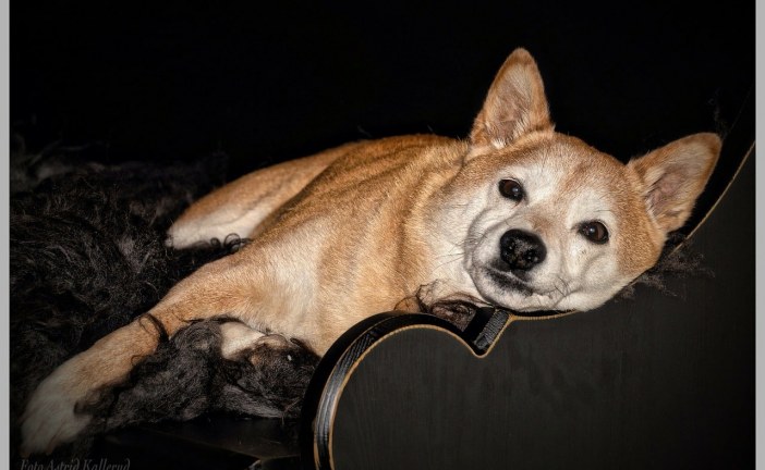 שיבה אינו – Shiba Inu