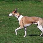 וויפט – Whippet