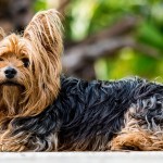 יורקשייר טרייר – Yorkshire Terrier