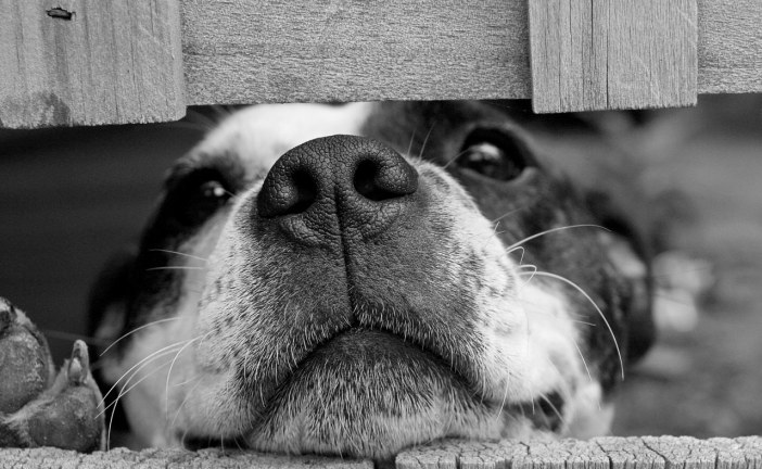 סירוס כלב –  כדאי או לא כדאי?