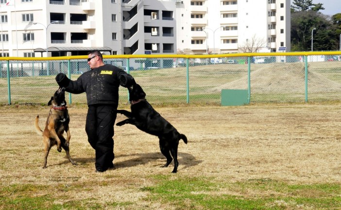 מה לעשות אם אני או הכלב שלי מותקף על ידי כלב?