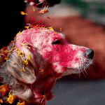 פסטיבל בנפאל: יום הודיה לכלבים על נאמנותם