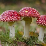 אוכל רעיל לכלבים