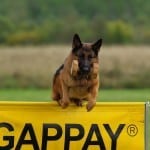 קולר צביטה: איך להתאים לכלב?