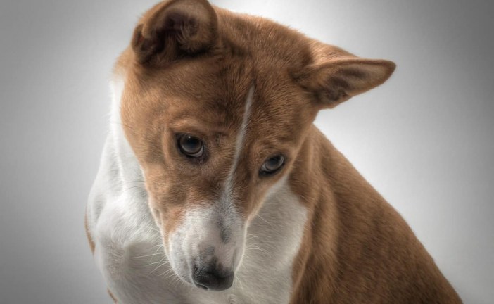 בסנג'י – Basenji