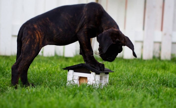 קאנה קורסו – Cane Corso