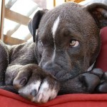פיטבול טרייר אמריקאי –  American Pit Bull Terrier