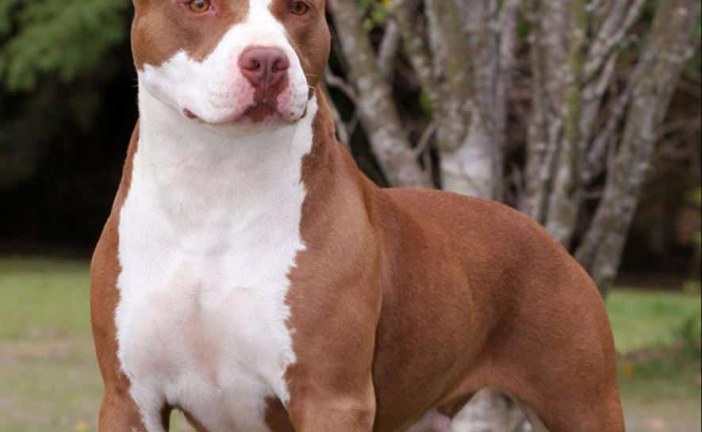 10 גזעי כלבים מסוכנים ביותר