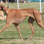 אזאוואק – Azawakh