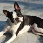 בוסטון טרייר – Boston Terrier