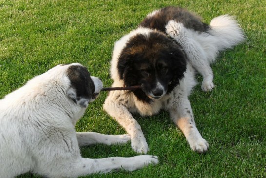 רועה קווקזי – Caucasian Shepherd