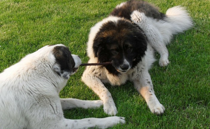 רועה קווקזי – Caucasian Shepherd