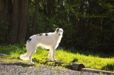 בורזוי – Borzoi