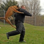 KNPV מנקודת מבט של הולנדי