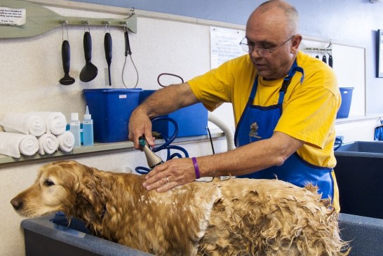 המדע מאחורי הריח של "פרווה רטובה"