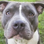 10 דברים שהכלב שלך מנסה להגיד לך