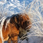 בחירת כלבים גדולים מול בחירת כלבים קטנים