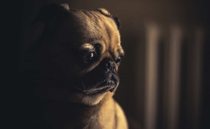 דכאון וטיפול בעזרת כלבים