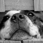 10 חלקי גוף חיוניים שצריך לשמור עליהם בריאים אצל כלבים