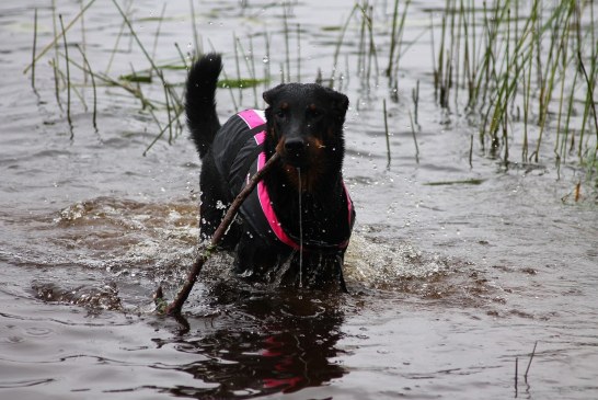 בוסרון – Beauceron