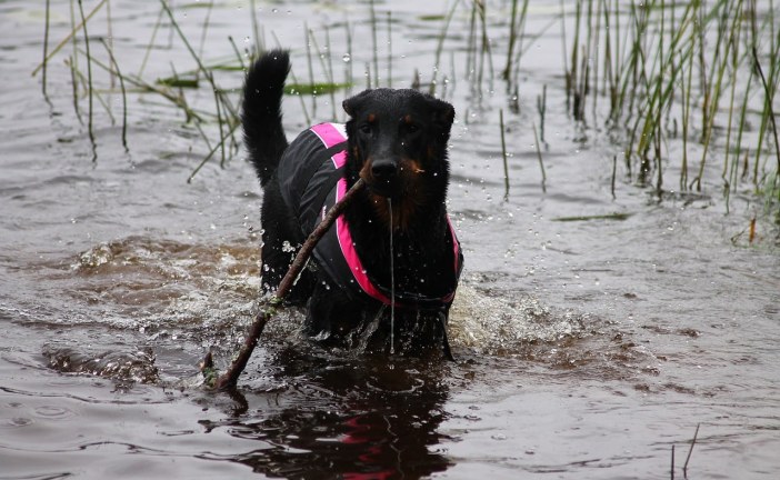 בוסרון – Beauceron