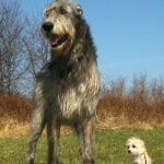 וולפהאונד אירי – Irish Wolfhound