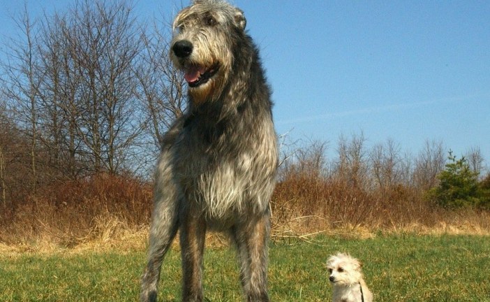 וולפהאונד אירי – Irish Wolfhound