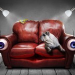 10 דרכים לגרום לכלב שלך להרגיש בטוח כאשר לבד בבית