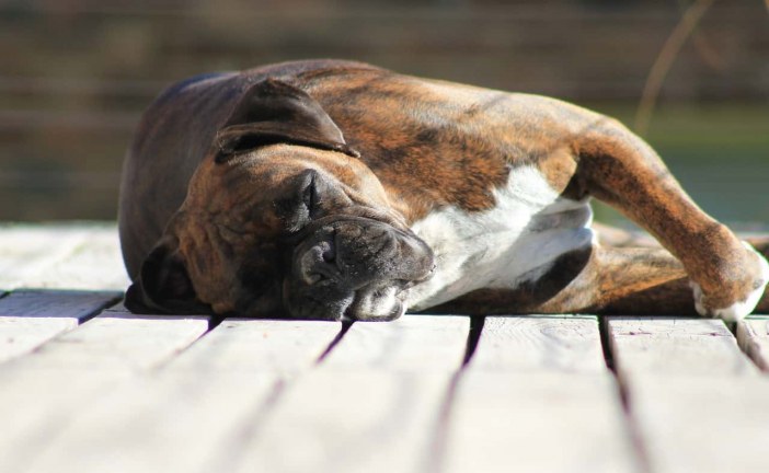 למה הכלב שלי ישן כל כך הרבה?