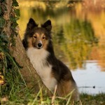 כלבים הם הילרים – כן כן ממש כך