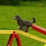 מאמר דעה: "חייב לבצע" לעומת "רוצה לבצע"