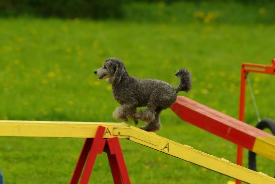 מאמר דעה: "חייב לבצע" לעומת "רוצה לבצע"