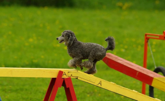 מאמר דעה: "חייב לבצע" לעומת "רוצה לבצע"