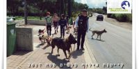 קייטנת אילוף כלבים בבית עזרא ילדים מטיילים במושב עם כלבים