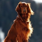 בני אדם בייתו כלבים פעמיים בהיסטוריה מחקר חדש מוצא