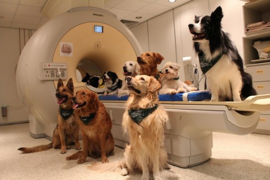 מחקר: כלבים מבינים גם אוצר מלים וגם "אינטונציה" גוון קול של בני אדם