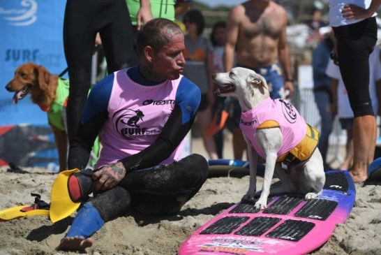 כלבי גלישה משתתפים בתחרות גלישה בקליפורניה