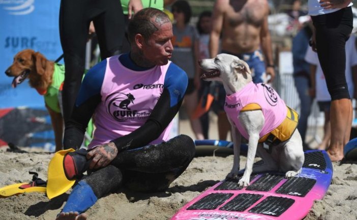 כלבי גלישה משתתפים בתחרות גלישה בקליפורניה