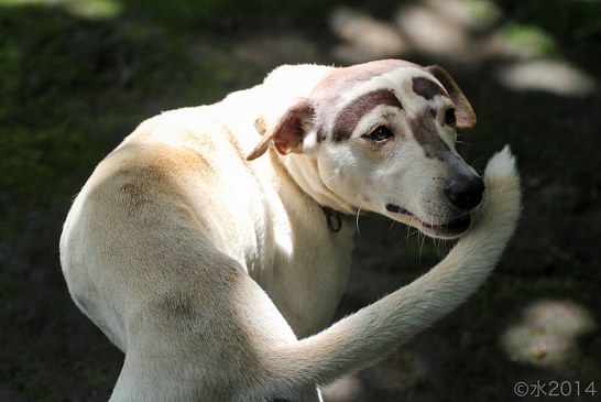 גנים האחראיים להתנהגות אובססיבית קומפולסיבית נמצאו אצל כלבים