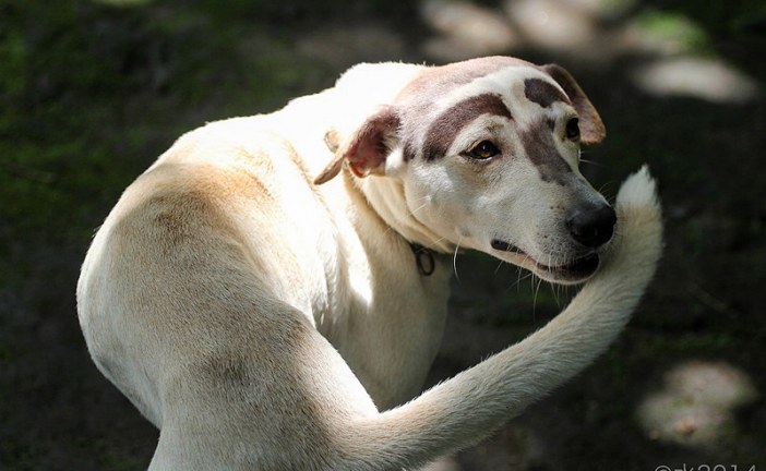 גנים האחראיים להתנהגות אובססיבית קומפולסיבית נמצאו אצל כלבים