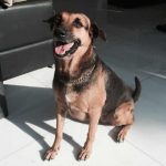 כלב יוצא דופן בסינגפור אומן לזהות רמות סכור ולהתריע את בעליו הסוכרתי